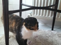 British shorthair kediler