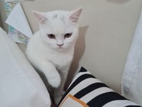 SCOTTİSH FOLD BRİTİSH SHORTHAİR UYGUNA SAHİPLENDİRME