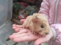 Peruvan yavrularım guinea pig