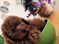 Shoooowww kalite toy Poodle yavrular Ankara mağaza