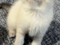 Dişi British Shorthair Yavrular