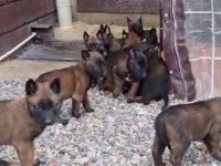 Show Kalite Belçika Malinois Bebeklerimiz