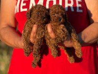 AŞILI ÇİŞ EĞİTİMLİ BÜYÜMEYEN TOY POODLE BEBEKLER 