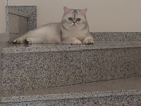 British shorthair prenses