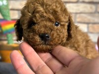 En küçük boy toy poodle yavrularım