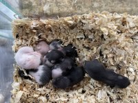 Yavru Hamster