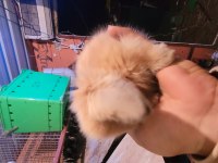 Fethiyeden tüm şehirlere teddy tavşan