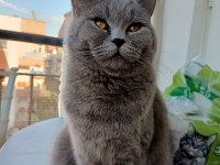 2 yaşında dişi scottish straight