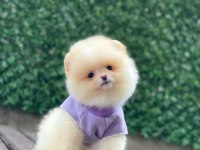 Sevimli Pomeranian Köpekler