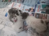 SOKAK KEDİSİ