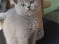 Masum ve tatlı british shorthair