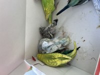 Uyguna verilecek muhabbet kuşlarımız