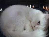 British shorthair erkek