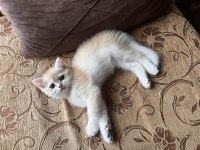 Saf Kan Golden British Shorthair Yavrular (Wcf Kayıtlı)