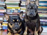 1 dişi ve 1 erkek İzmir 60 günlükler french bulldog