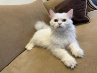 Chinchilla british cinsi erkek kız