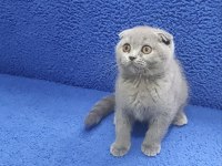 İstanbul içi 7/24 Adrese teslim scottish fold ponçik