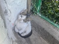 Dükkanımıza yavrulayan kedileri sahiplendirmek istiyoruz