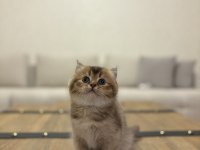 Brıtısh Shorthair Golden Yavrularım