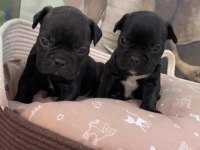 Irk ve sağlık garantili french bulldog bebekler