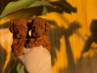 Toy Poodle Bebekler Referans Yavru