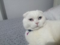 Scottish fold ücretsiz veriyorum