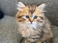 Black Golden British Longhair