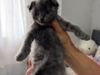 Scottish Fold yavrular