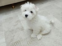 2.5 Aylık Maltipoo Fındık Bey