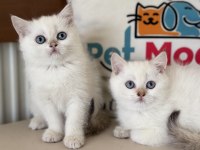 Abkaranın en elit britih shorthair ve longhair yavruları
