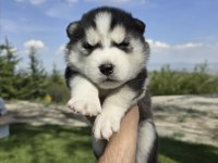 Safkan Husky Minikler
