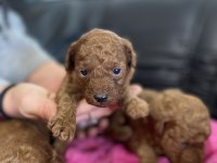 BU SEVİMLİ POODLE KAÇMAZ