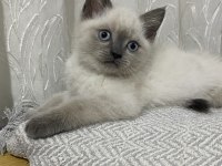 Scottısh Straight Bluepoint Kitten