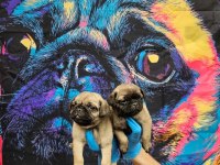 A KALİTE SIFIR BURUN PUG BEBEKLER