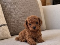Micro Teacup Kore Poodle Yavrumuz