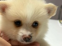 Pomeranian spitz 5 haftalık