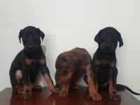 Saf kan scr DOBERMAN yavruları