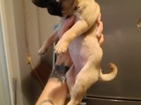 50 günlük PUG yavrumuz