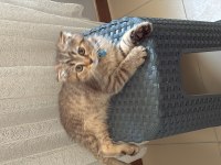 3 aylık scottish fold