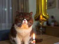 British shorthair cinnamon bicolor eşleşme ilanı