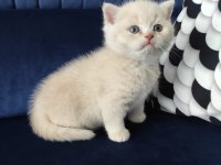 Kendi kedimin yavruları