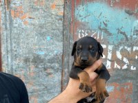 Yavru Doberman yavrularımız