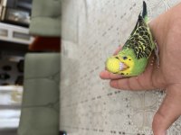 JAPONES VE YERLİ MUHABBET KUŞLARI