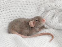 Lab - Rat - Dumbo Rat - Panda Mice Adrese Teslim Mevcut
