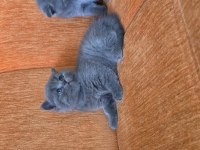 A kalite scottish fold yavrular