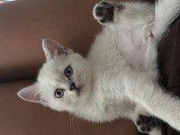 Dişi british shorthair 2 aylık kedi