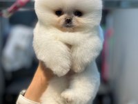 Pomeranian boo yavrum
