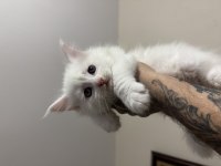 Saf kan odd eyes blue eyes beyaz aslan maine coon yavruları