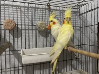 Bakıcı Çift Vakit ayıramadığım için ilanda