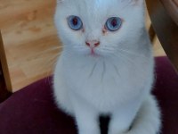 5 aylık pamuk beyazı güzel british shorthair oğlumuz